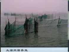 14  太湖网箱养鱼