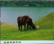 33  水清草绿牛欢