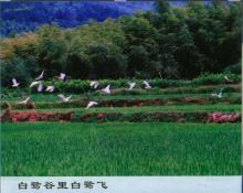 42  白鹭谷里白鹭飞