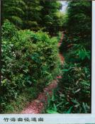 49  竹海曲径通幽