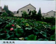 57  荷莲正茂