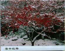 61  雪中红梅