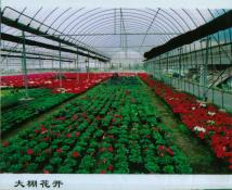 19  大棚花开