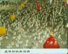 38  星华村的养鸡场