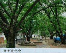 53  百年古银杏