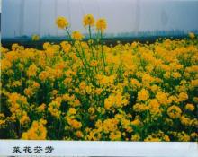 59  菜花芬芳