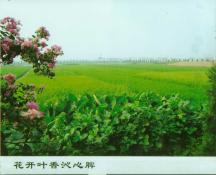 58  花开叶香沁心脾