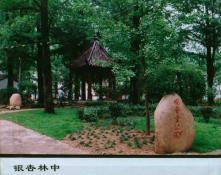 65  银杏林中